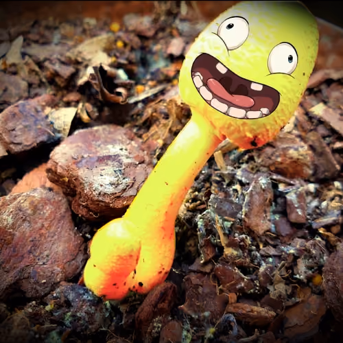 Crypto mushroom. 1