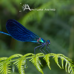 Beautiful Demoiselle