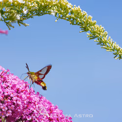 Broad-Bordered Bee Hawk-Moth
