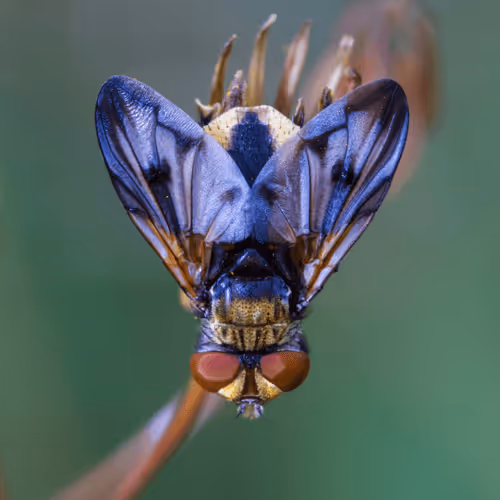 Unique One Foto V2