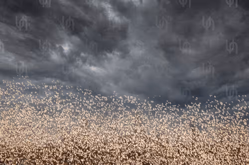 Unique One Foto V2