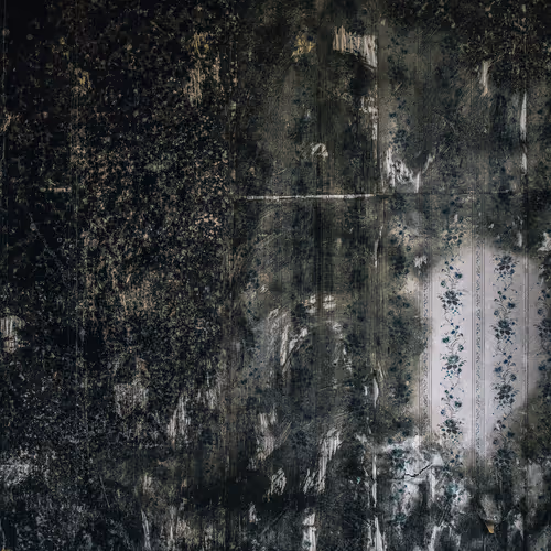 Seeds Of Inspiration X Botto