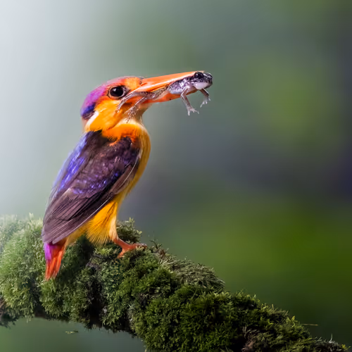 The Tiny King By Amit Salvi