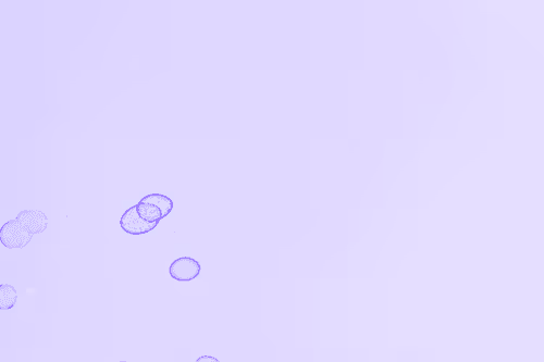Bubbles By Wx