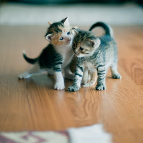 Life With Cats 1