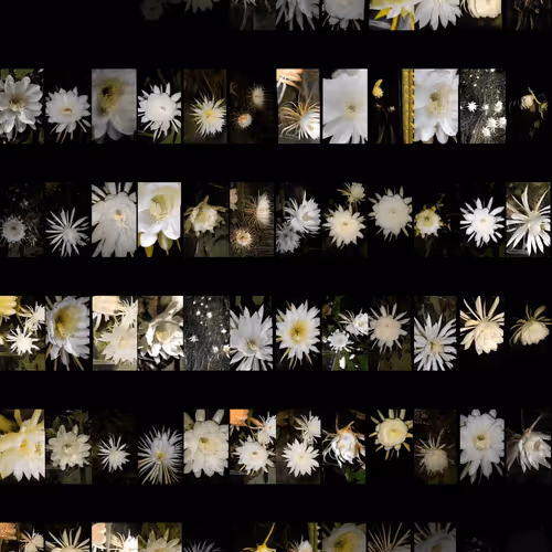 Anno oxypetalum