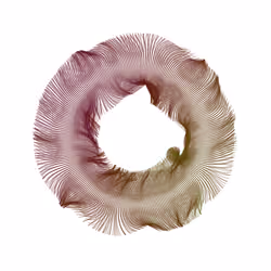 Diatom #61