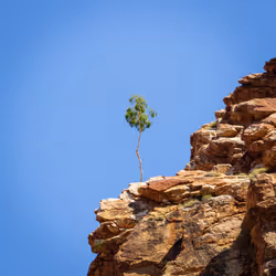 BUSHLAND© - Isolation