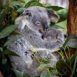 BUSHLAND© - Mother Nurture