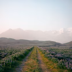 Walking Amongst The Flowers