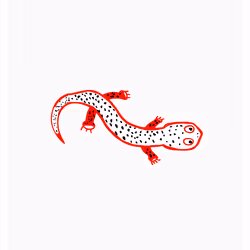 Sentimental Salamander
