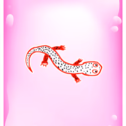 Sentimental Salamander