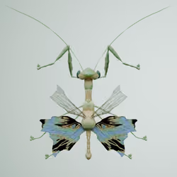 Mantodeailidae hydrochizii