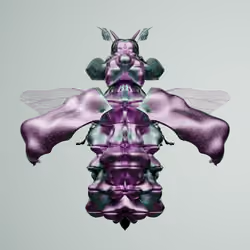 Coleopteraproceritas europactyla
