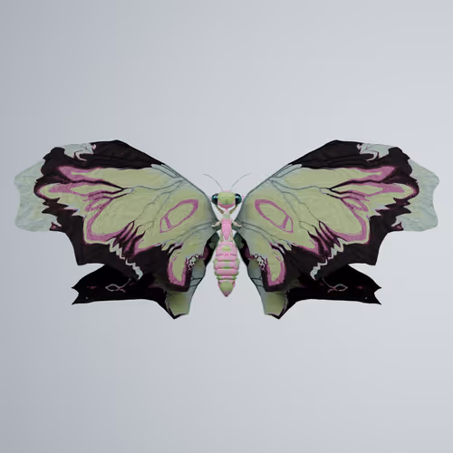 Chrysalism Insect