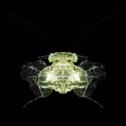 Coleopterapinguis mulouxii