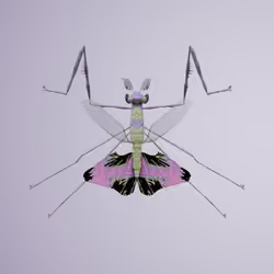 Mantodeaocebus pygmiscus