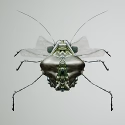 Coleopterapinguis palmone