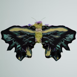 Lepidopteraarctos reticodes