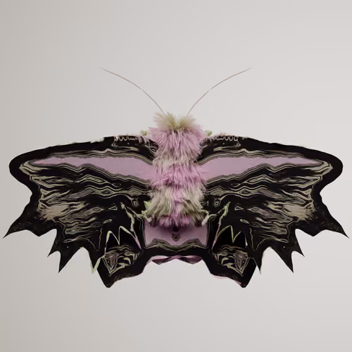 Lepidopteraynnis aridus