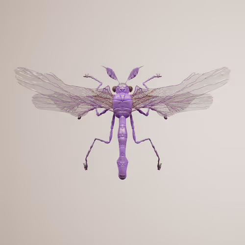 Chrysalism Insect