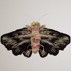 Lepidopterasuperbus punctyanus