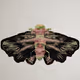 Lepidopterasuperbus punctyanus