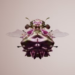 Coleopteracerritulus galliosa