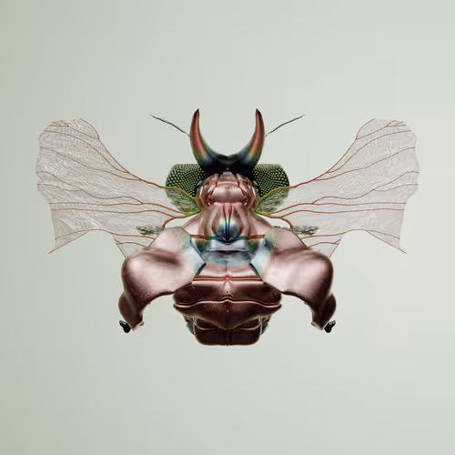 Coleopteraostoma reticodes