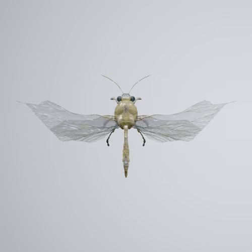 Anisopterapinguis splenderi