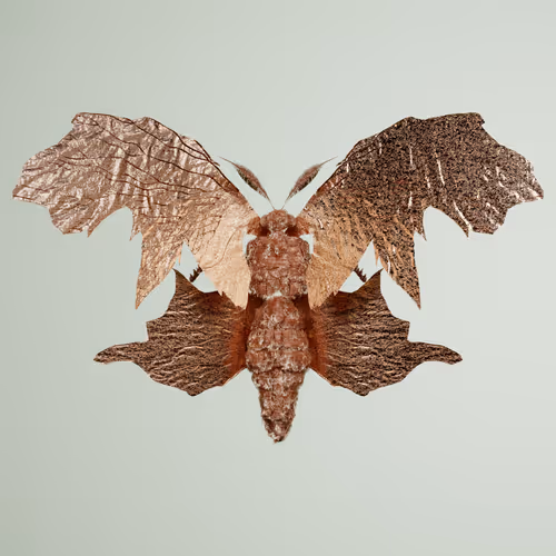 Chrysalism Insect