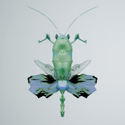 Mantodeacerritulus strampus