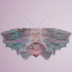Lepidopteravivida rupicianus