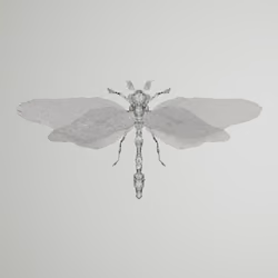 Anisopterayptula habroptetti