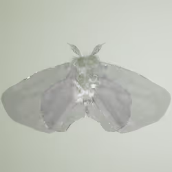 Lepidopteraidea diphostrata
