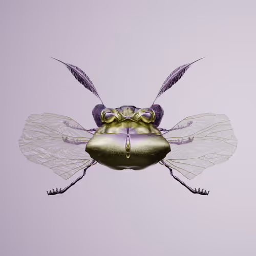Coleopterapinguis volitythrus