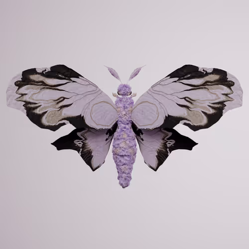 Chrysalism Insect