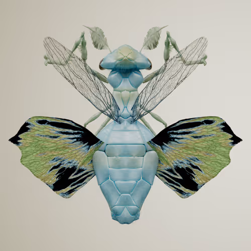 Chrysalism Insect