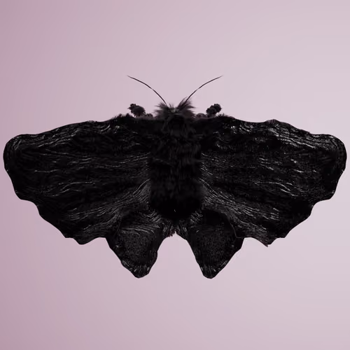 Lepidopterapinguis scyphellus