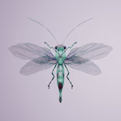 Anisopterapinguis sphodi