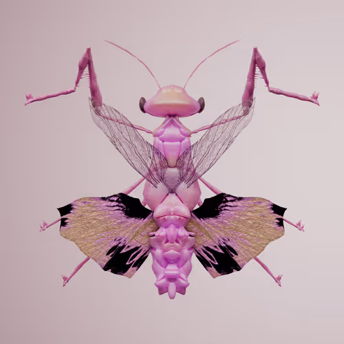 Chrysalism Insect