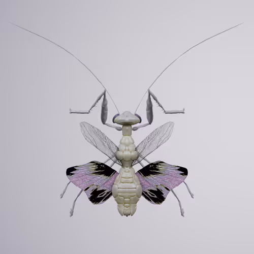 Chrysalism Insect