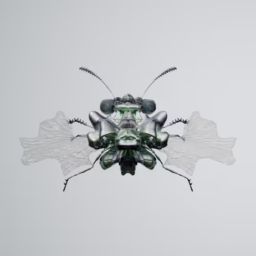 Chrysalism Insect