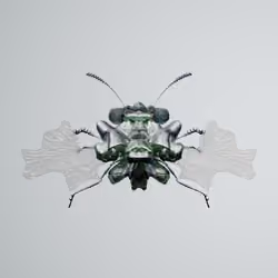 Coleopteraia catesbaeris