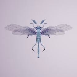 Anisopterauta amblyrhitimus
