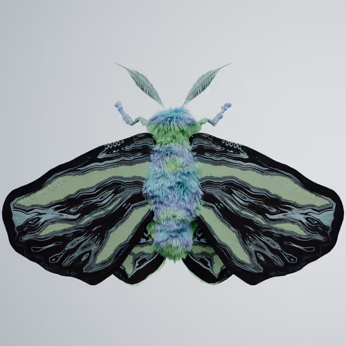 Chrysalism Insect