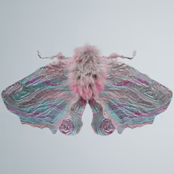 Lepidopteravivida brachostris