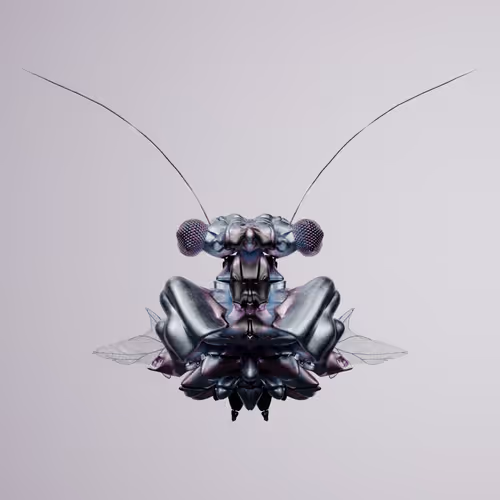 Chrysalism Insect