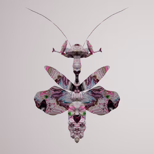 Chrysalism Insect
