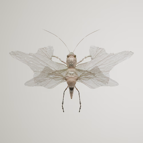Anisopterapinguis reticeria